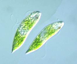 Euglena hemichromata